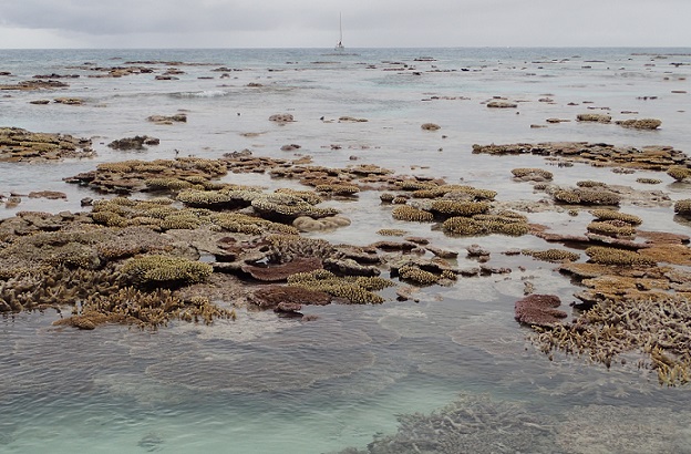 Low tide reveals hard corals by shore of Malinoa Island